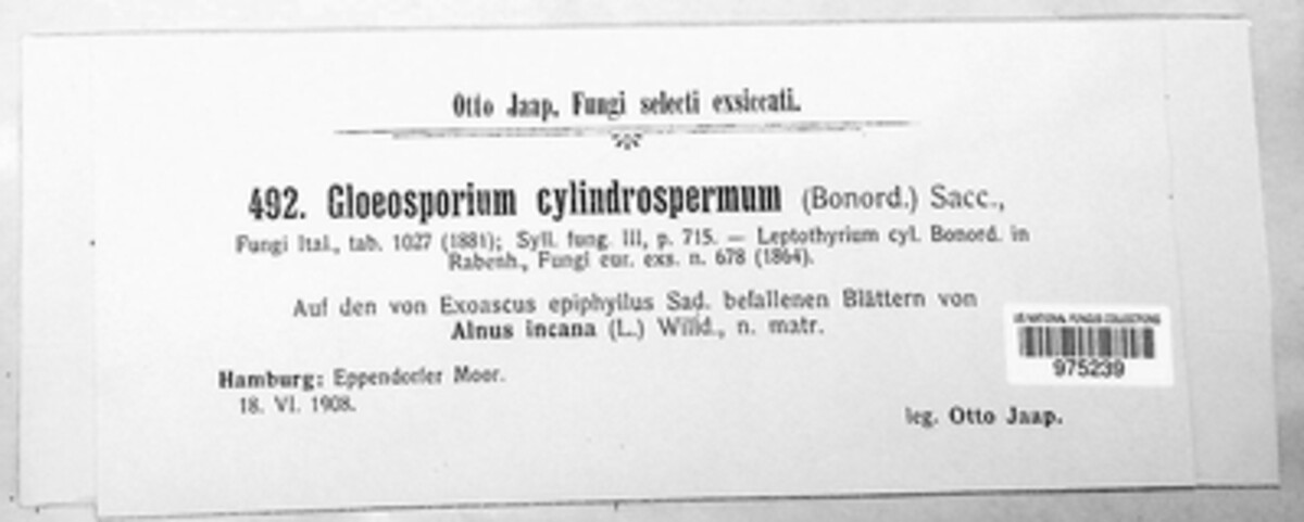 Gloeosporium cylindrospermum image